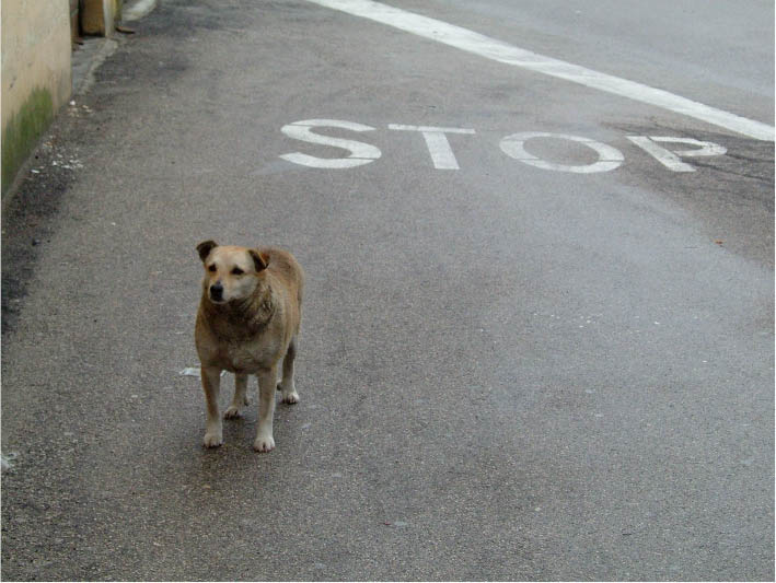 immagine6.jpg